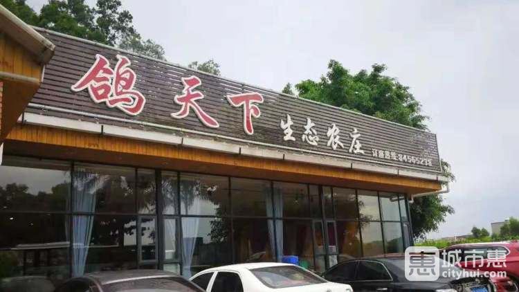鸽天下